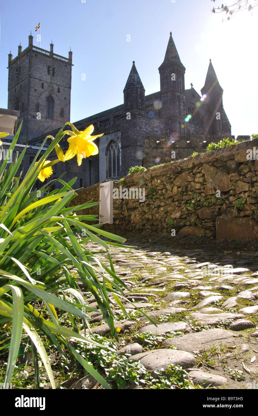 St Davids Cathedral mit Narzisse im Vordergrund Stockfoto