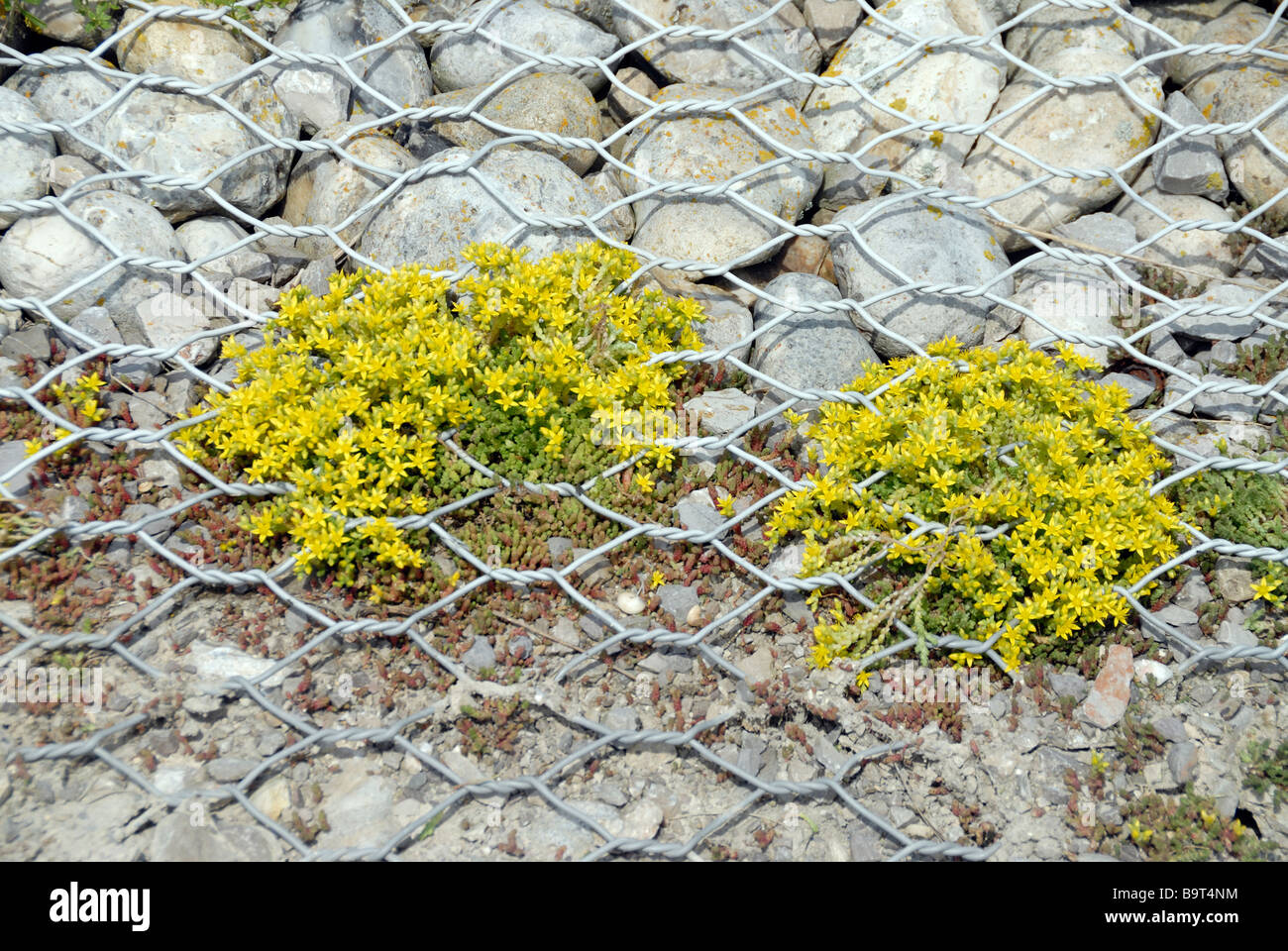 Die gelben Blüten der beißen Mauerpfeffer (Sedum Acre) Stockfoto