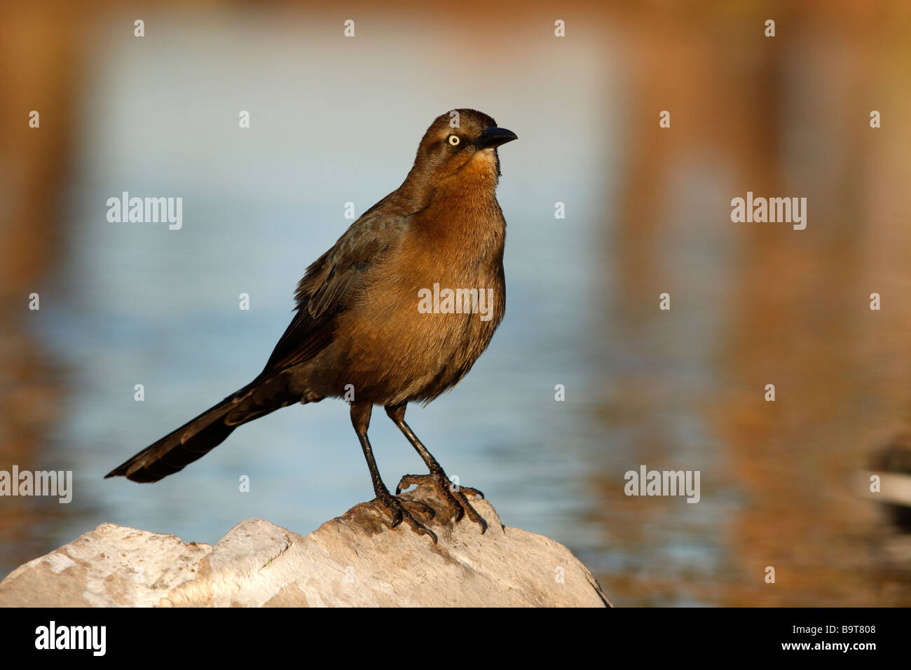 Großen angebundene Grackle Quiscalus Mexicanus weibliche Arizona USA Stockfoto