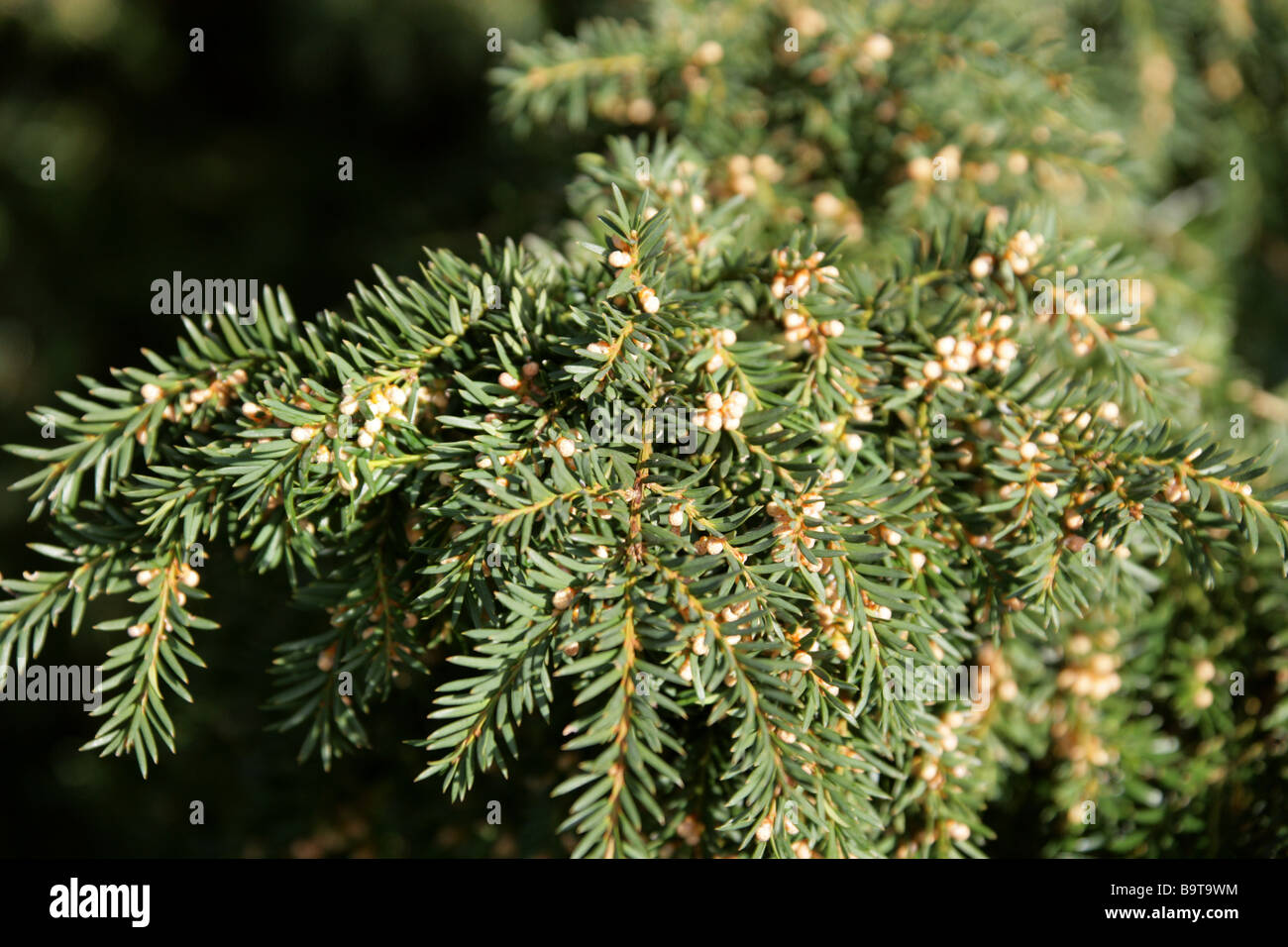 Englische Eibe, Taxus Baccata, Bachufer, Mitteleuropa Stockfoto
