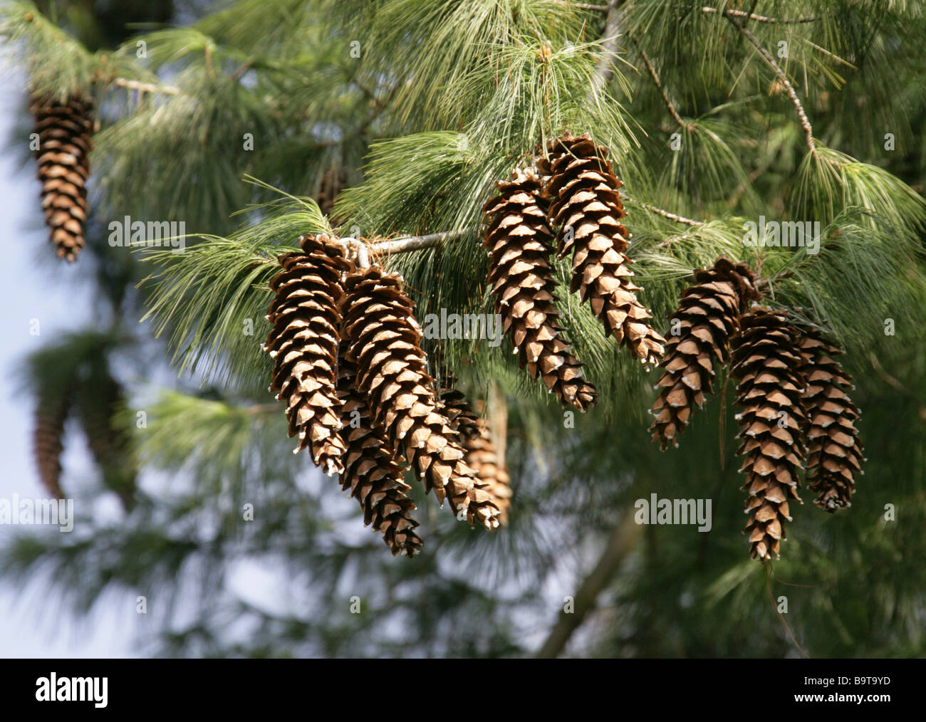Mexikanische Weymouths-Kiefer, Pinus Ayacahuite, Tannenbäumen, Mexiko Stockfoto