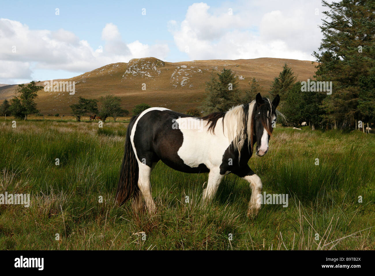 Pferd (Tinker) in Grünland, County Donegal, Republik von Irland. Stockfoto
