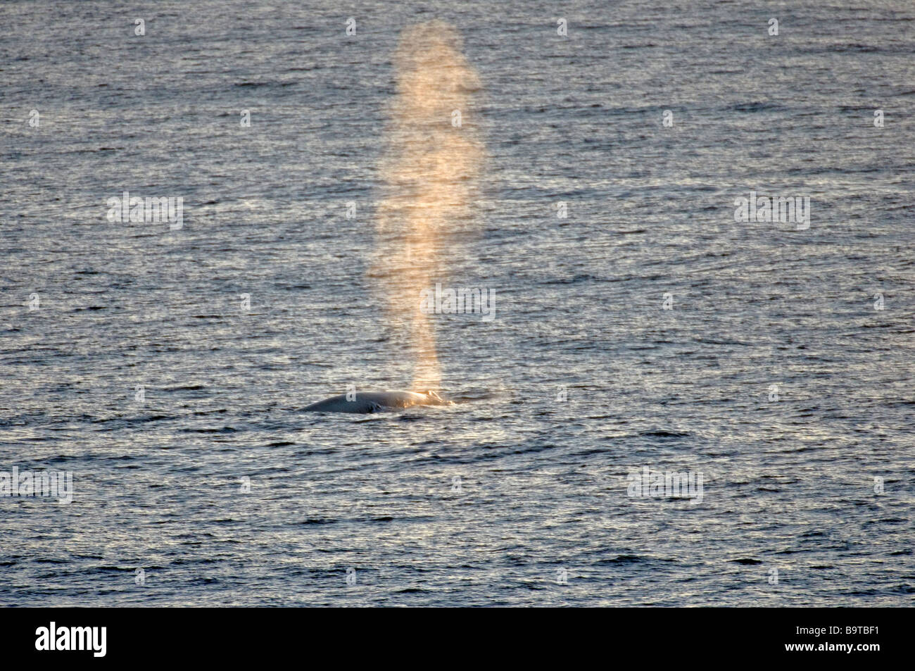 Finnwal Balaenoptera Physalus weht an Meeresoberfläche in Richtung Sonnenuntergang im südlichen Golf von Biskaya September Stockfoto