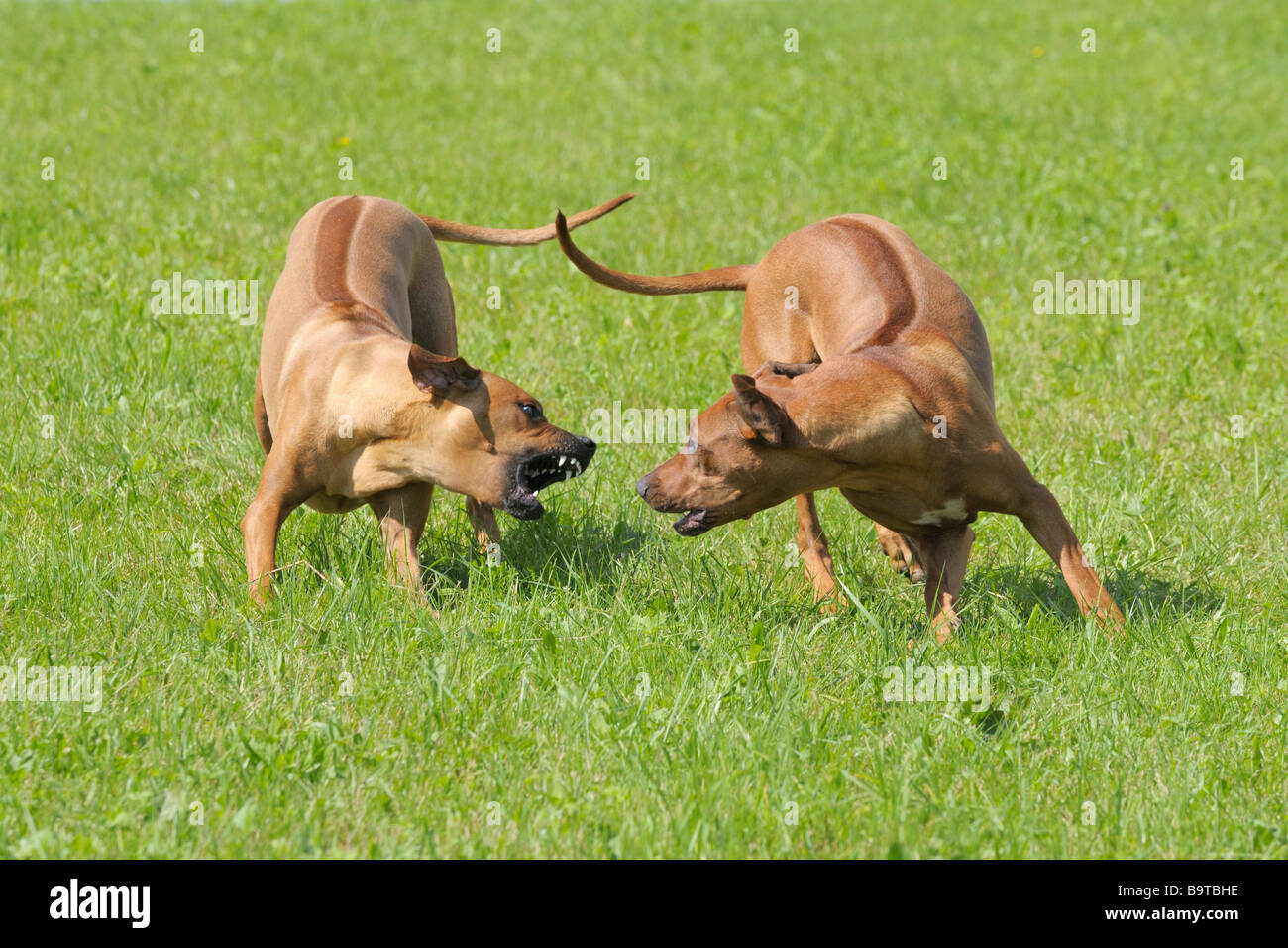 Zwei einjährige Rhodesian Ridgeback Hunde kämpfen Stockfoto