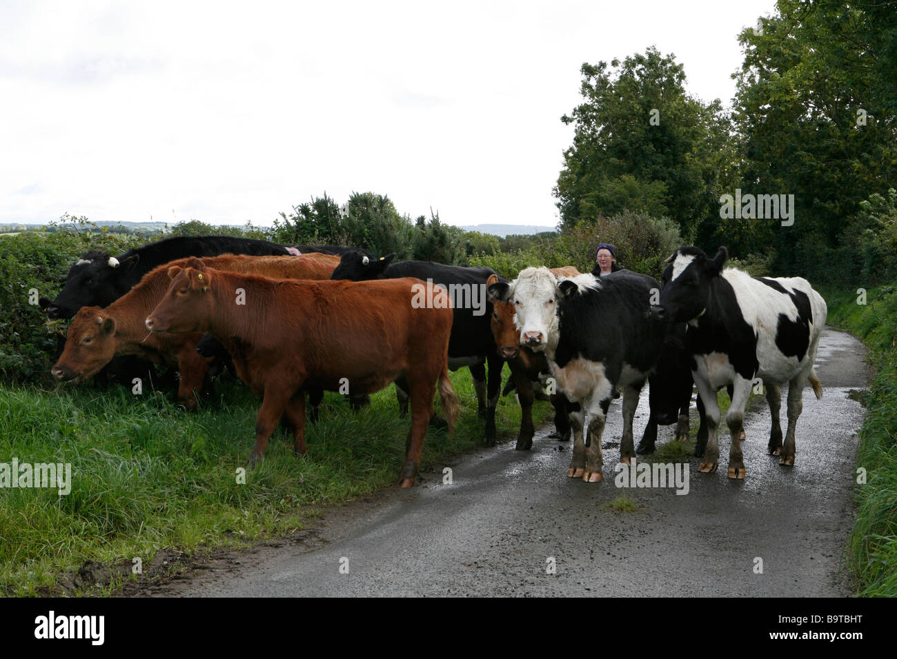 Bäuerin mit irischen Kühe auf der Straße, Donegal, Republik Irland. Stockfoto