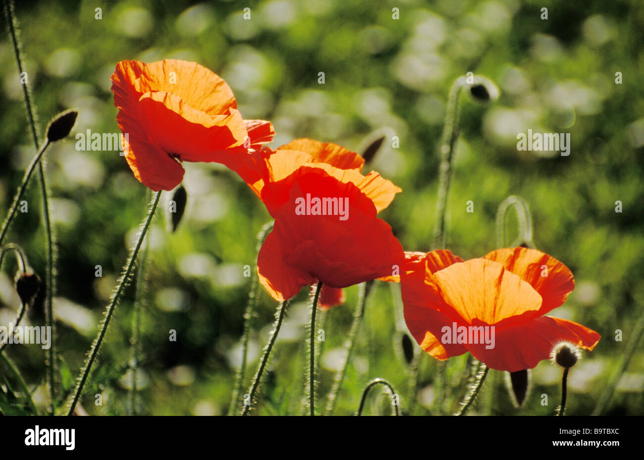 Reihe von drei Mohn im Feld Stockfoto