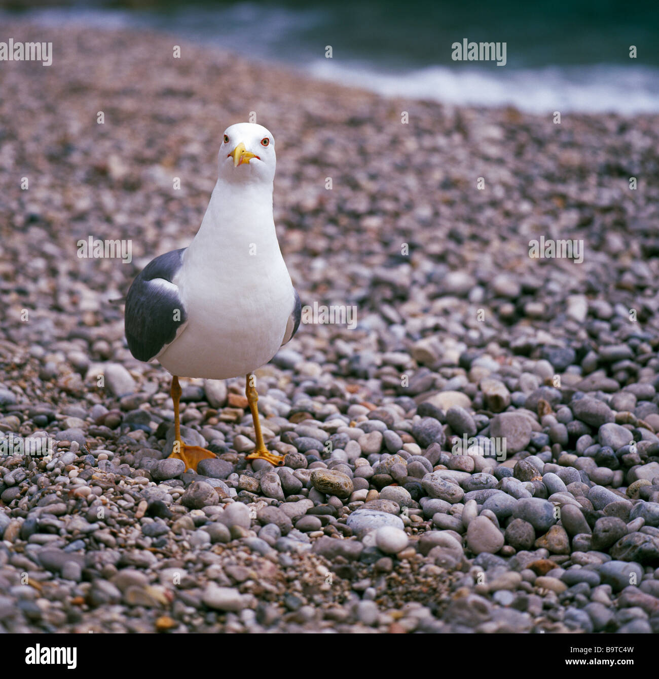 Weniger schwarz backed Gull Larus Fuscus. Sizilien. Stockfoto