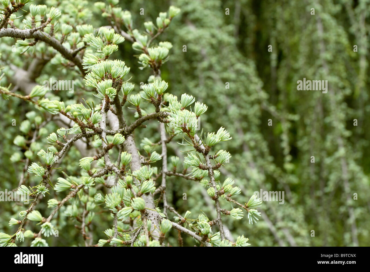 Weinend blaue Atlas-Zeder (Cedrus Atlantica) Stockfoto