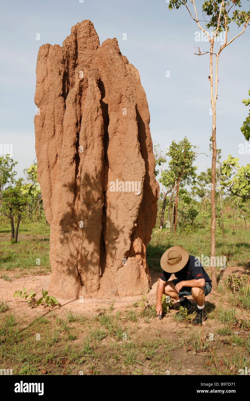 Ameisenhaufen im Kakadu National Park, Arnhemland, Australien Stockfoto