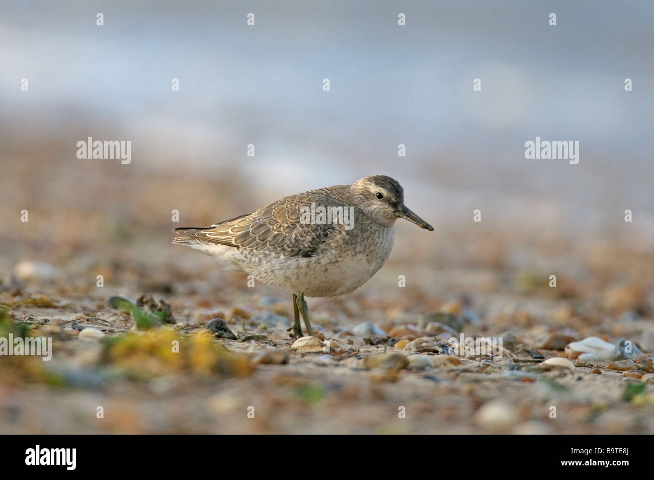 Knutt Calidris Canutus erwachsen im Winterkleid auf Vorland Norfolk England Oktober Stockfoto