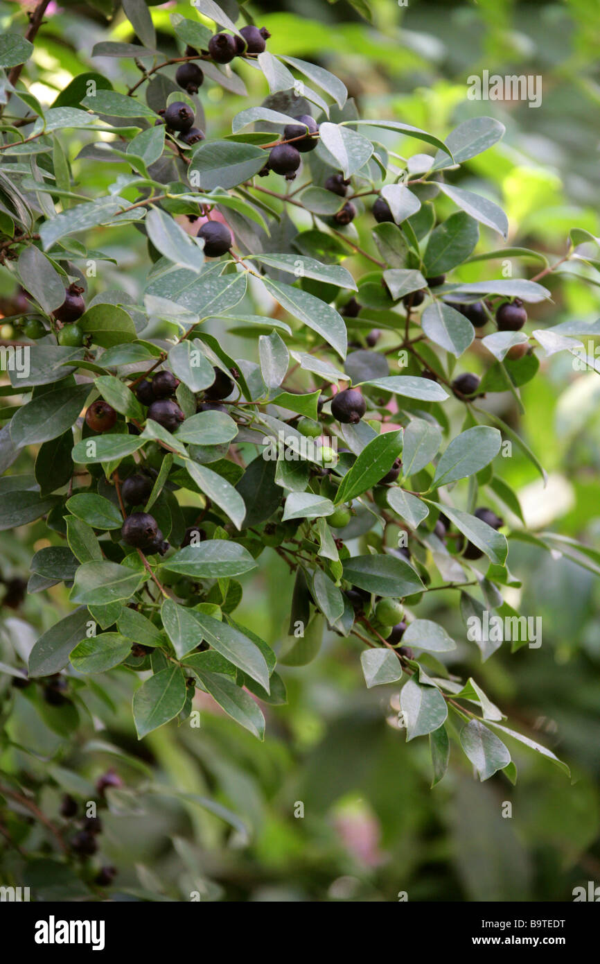 Erdbeer Guave, Cattley Guave oder peruanische Guave, Guave Littorale Var Cattleianum Syn Guave Cattleianum, Myrtaceae, Brasilien Stockfoto