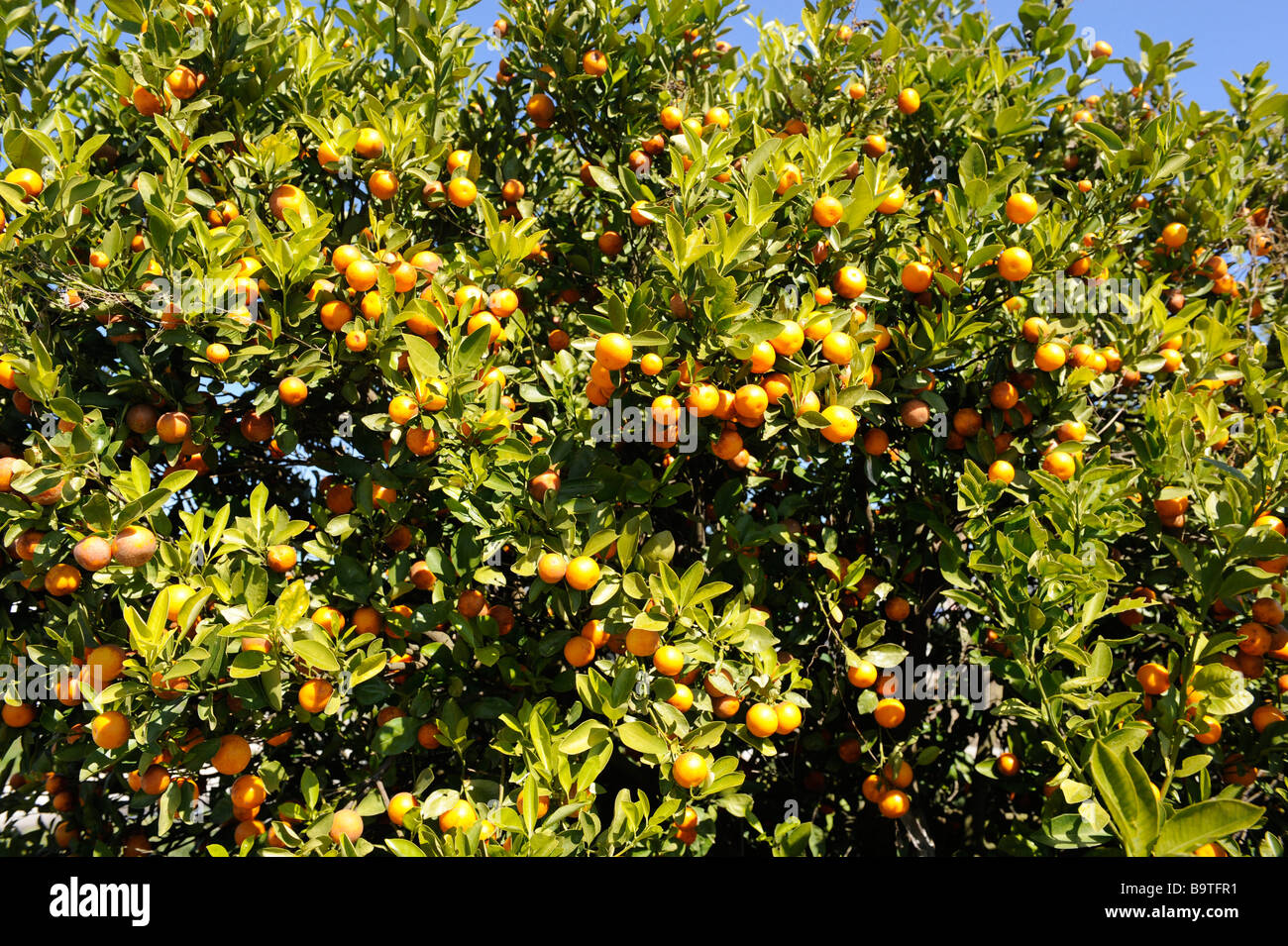 Orangenbäume voller Frucht in Zentral-Florida Stockfoto