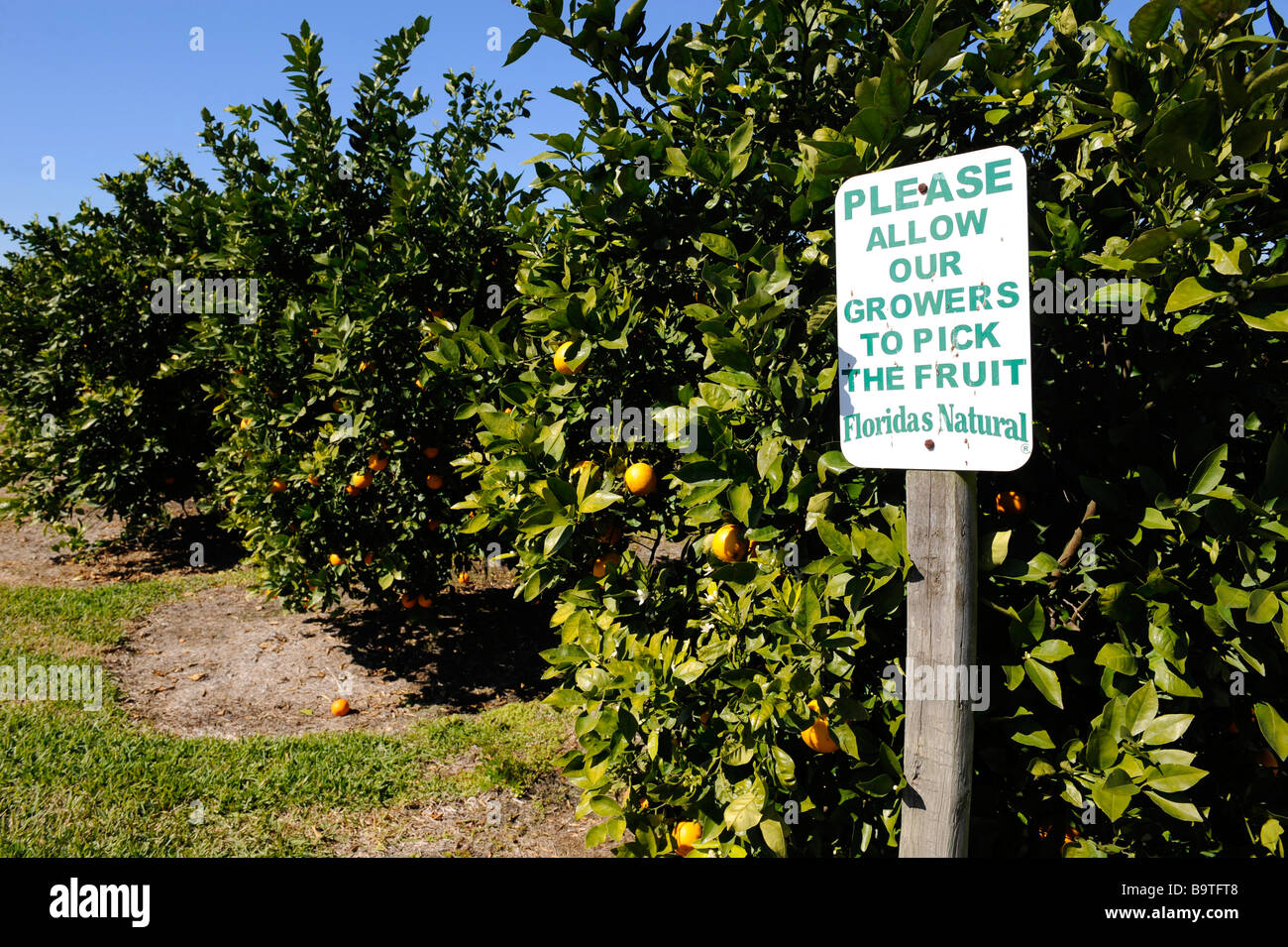 Orangenbäume voller Frucht in Zentral-Florida Stockfoto