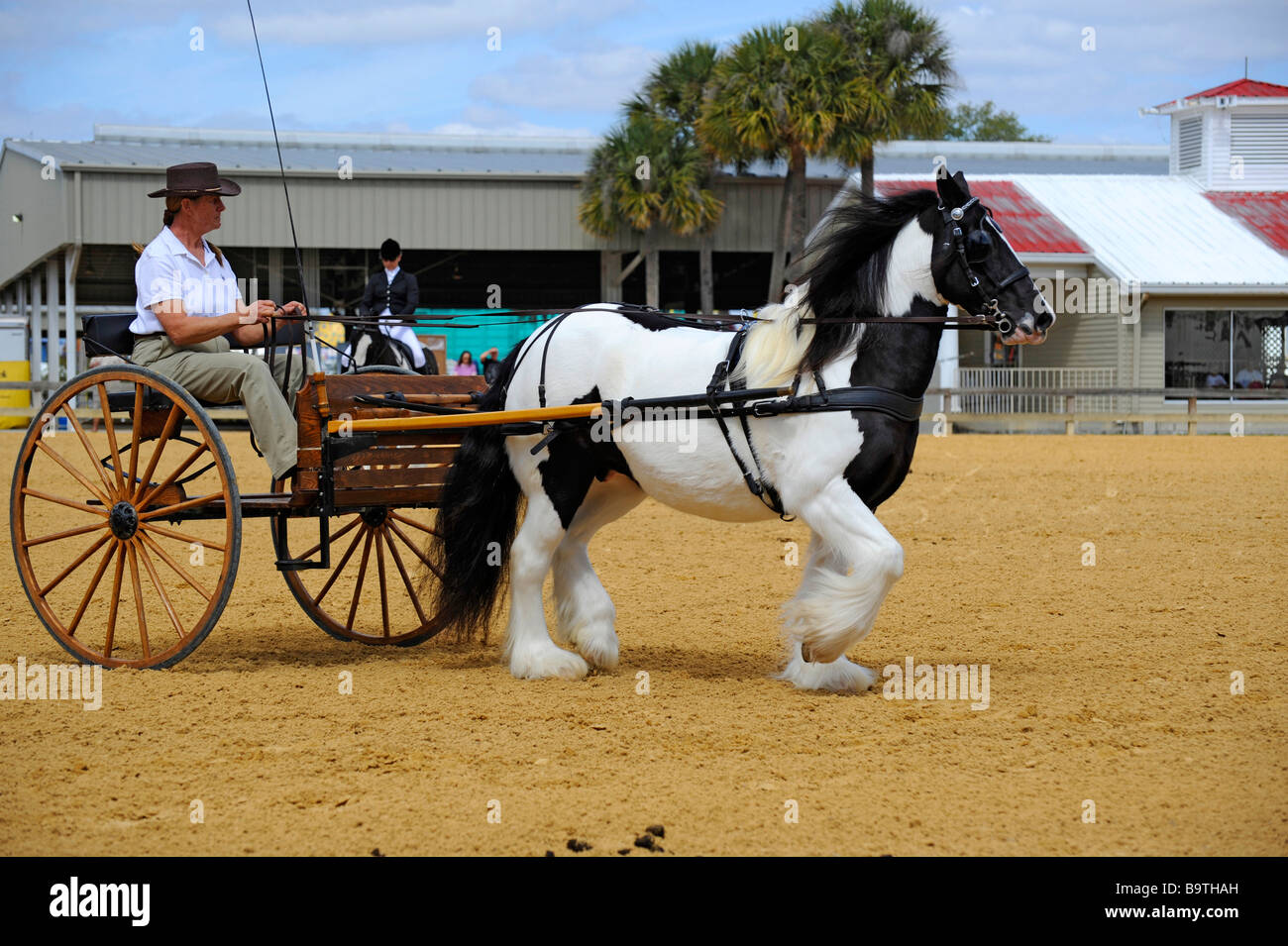 Gypsy Pferdeausstellung in Florida State Fairgrounds Tampa Stockfoto