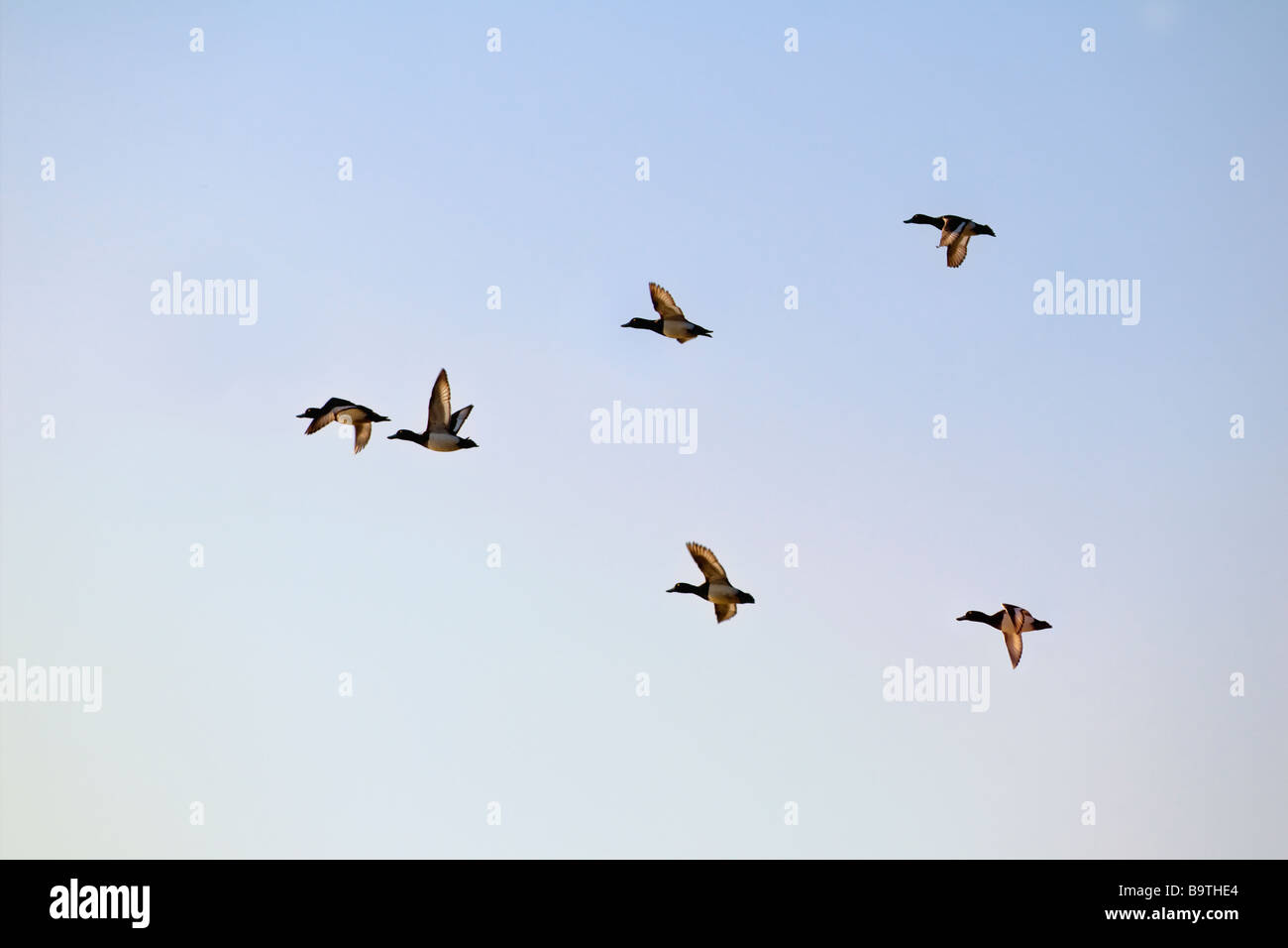 Eine kleine Herde von Scaup fliegen in ein "V" Formation gegen mit lichtdurchfluteten Flügeln vor blauem Himmel Stockfoto