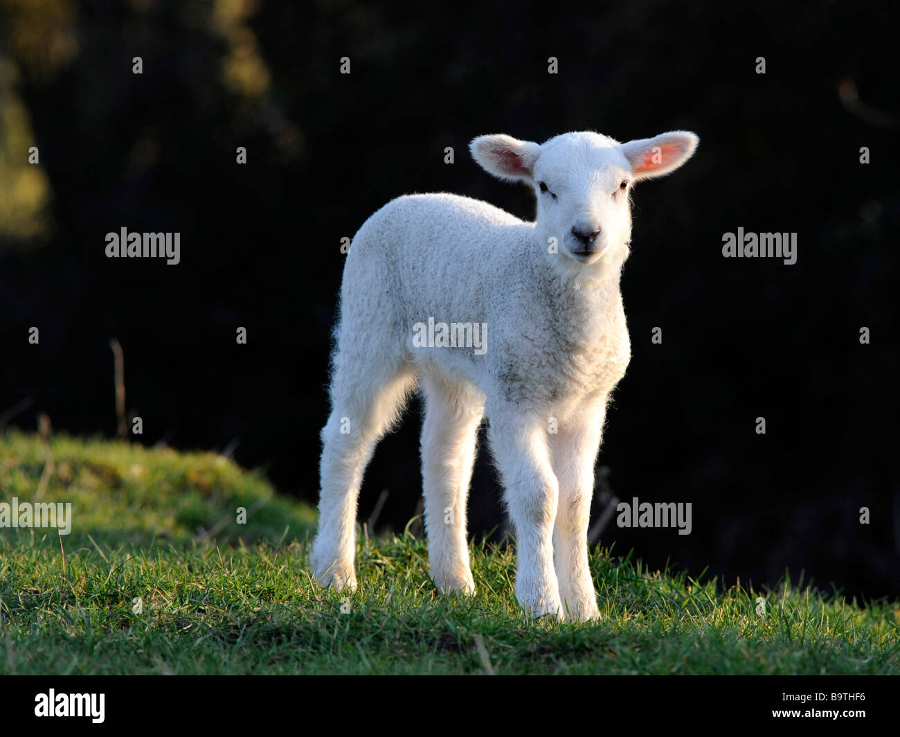 Ein kleines Baby Lamm stehen auf dem Rasen. Stockfoto