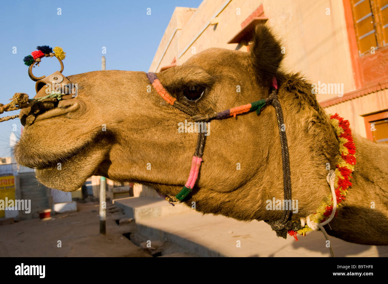Das neugierige Kamel. Stockfoto