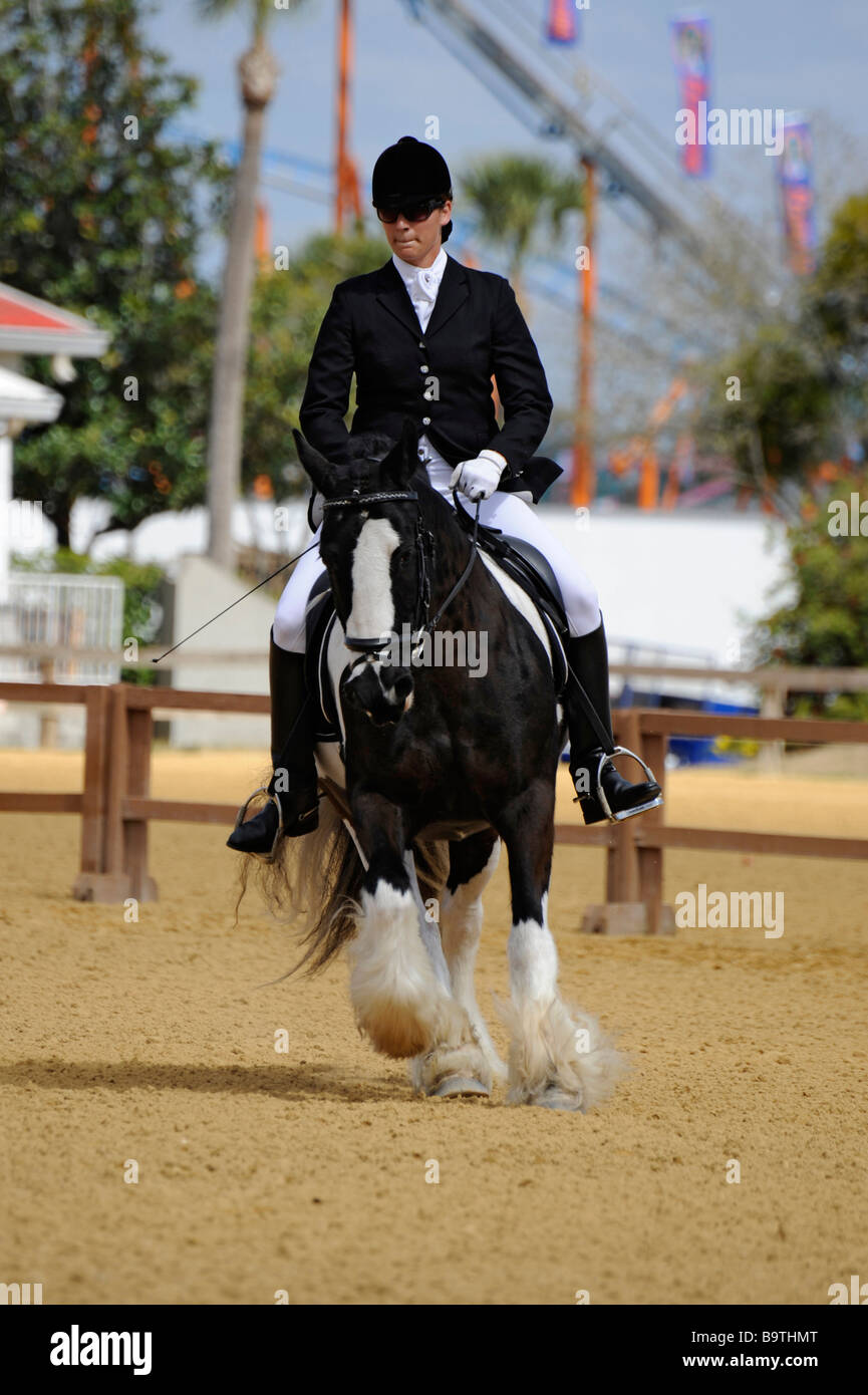 Gypsy Pferdeausstellung in Florida State Fairgrounds Tampa Stockfoto