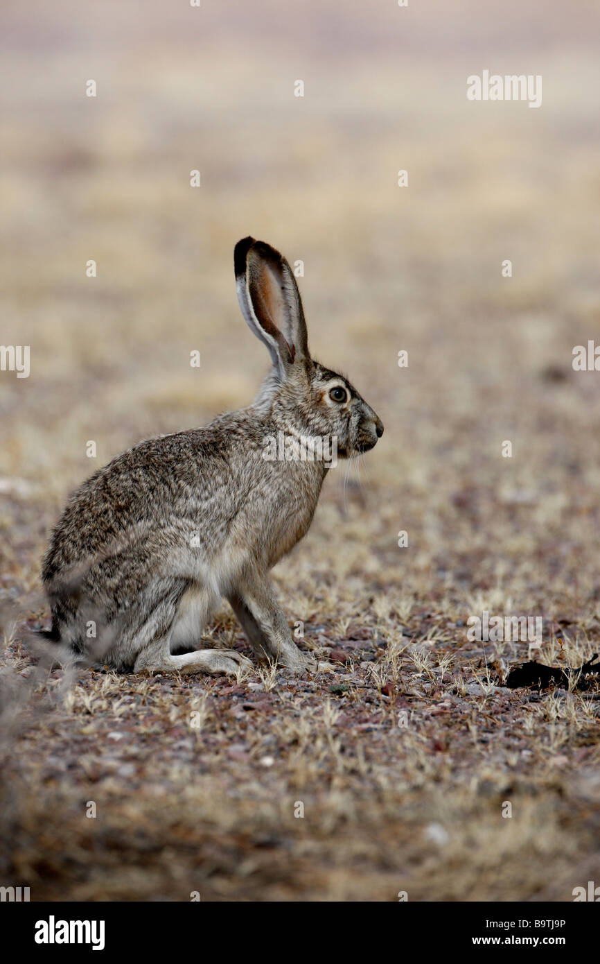 Schwarz-angebundene Jack Hase Lepus Californicus New Mexico USA Stockfoto