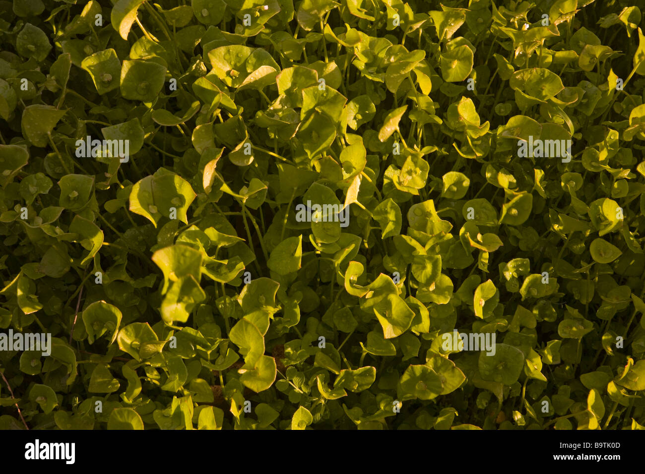Bergmanns-Salat (Montia mitriformis) Stockfoto