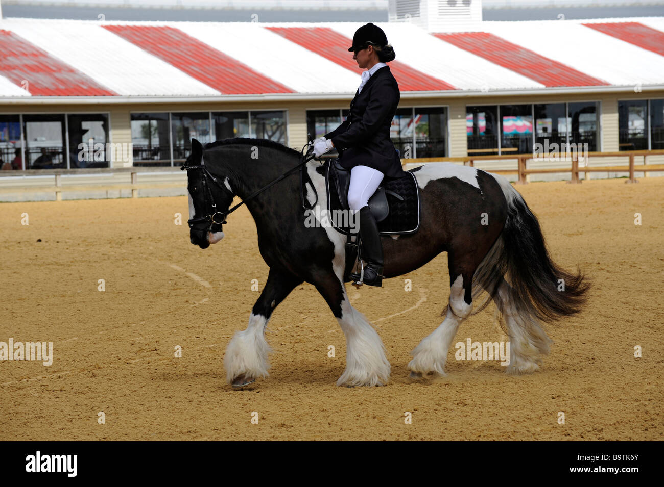 Gypsy Pferdeausstellung in Florida State Fairgrounds Tampa Stockfoto
