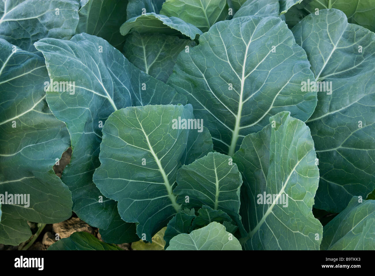 Nahaufnahme von Collard Blätter, essbare Bio. Stockfoto