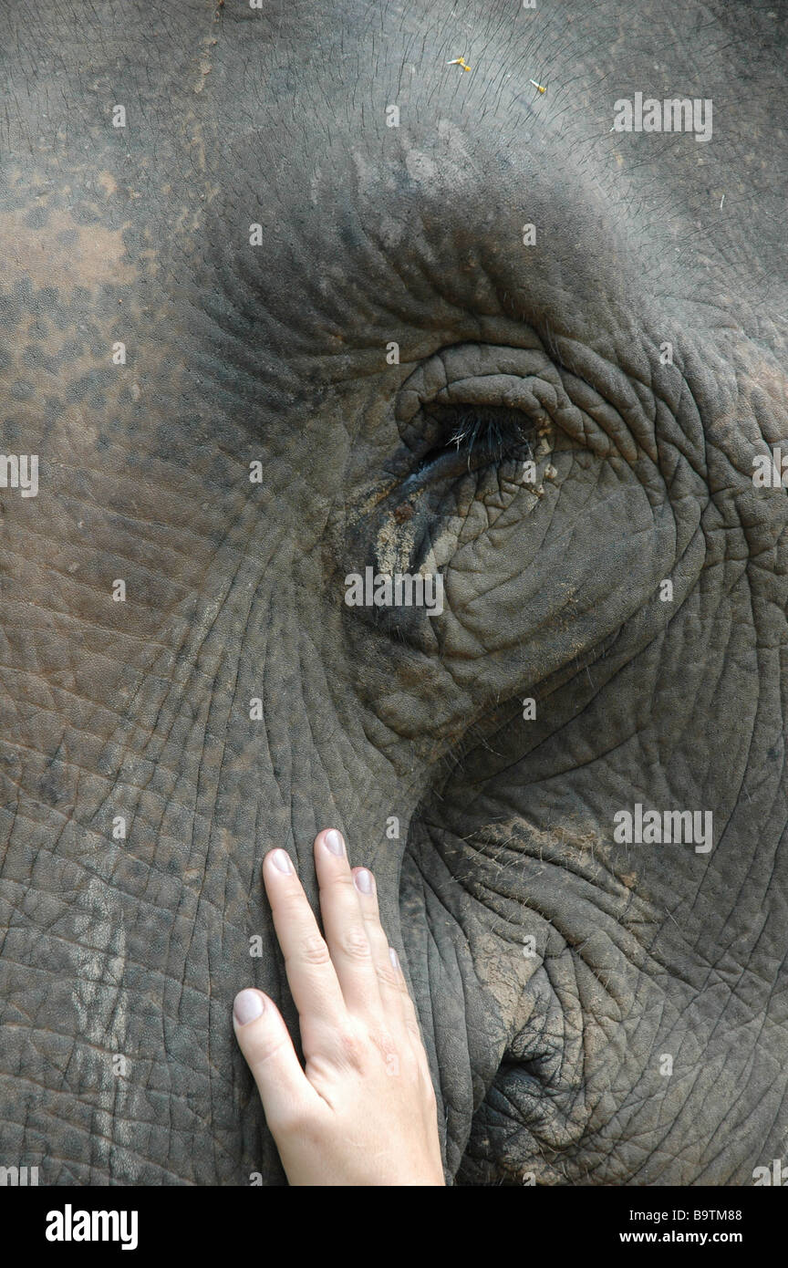Menschliche Hand, die eine Elefanten Gesicht berühren Stockfoto