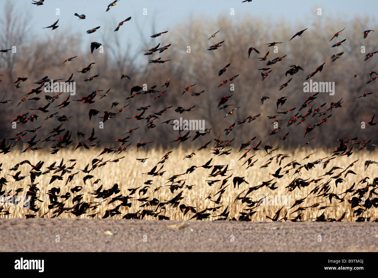 Red winged Amsel Agelaius Phoeniceus Herde New Mexico USA winter Stockfoto