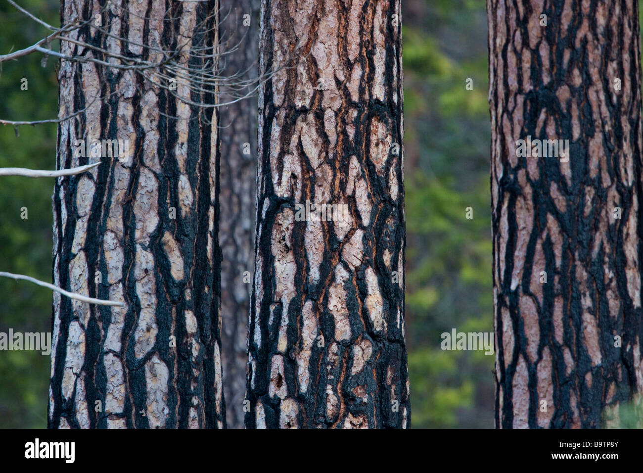 3 halb verbrannt Kiefer Boles im Yosemite-Nationalpark, Kalifornien, USA Stockfoto