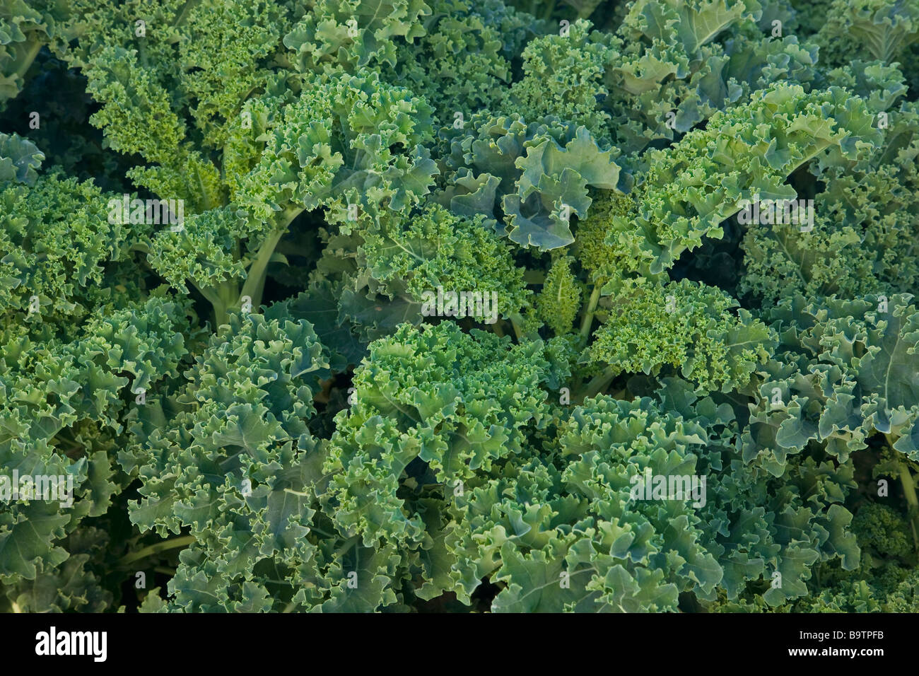 Nahaufnahme von Green Kale Blätter, organisch wachsen. Stockfoto