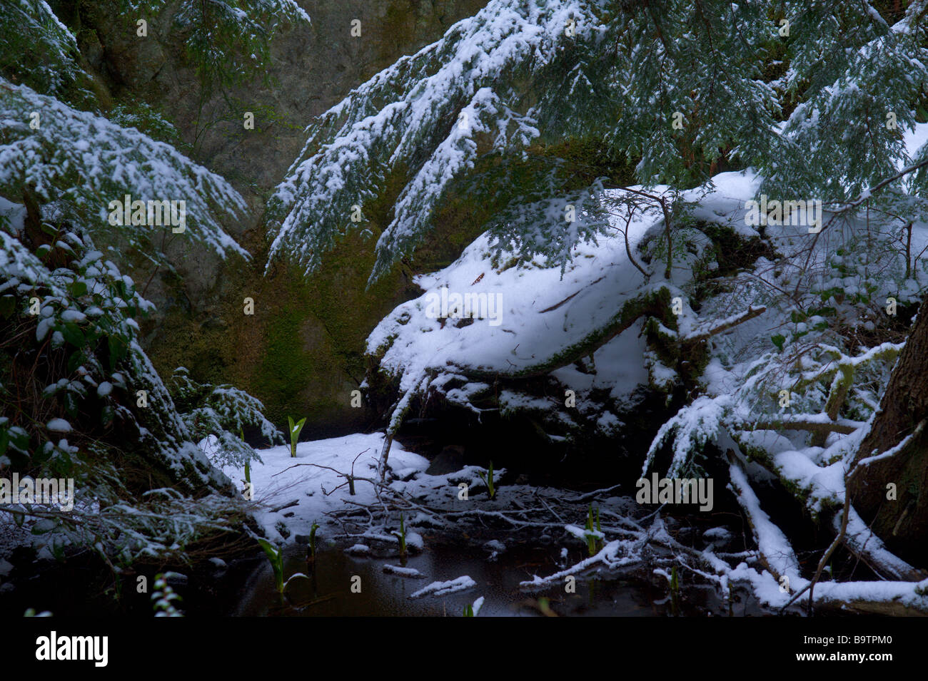 Kohl in einem gefrorenen Grotte bedeckt mit Schnee und Zedern East Sooke Regionalpark auf Beechey Head auf Vancouver Island versenkt Stockfoto