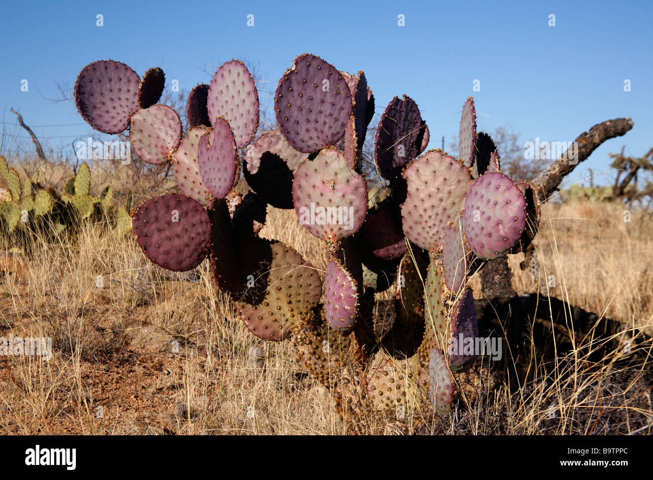 Engelmanns Kaktus oder Feigenkaktus Opuntia Engelmannies Arizona USA Stockfoto
