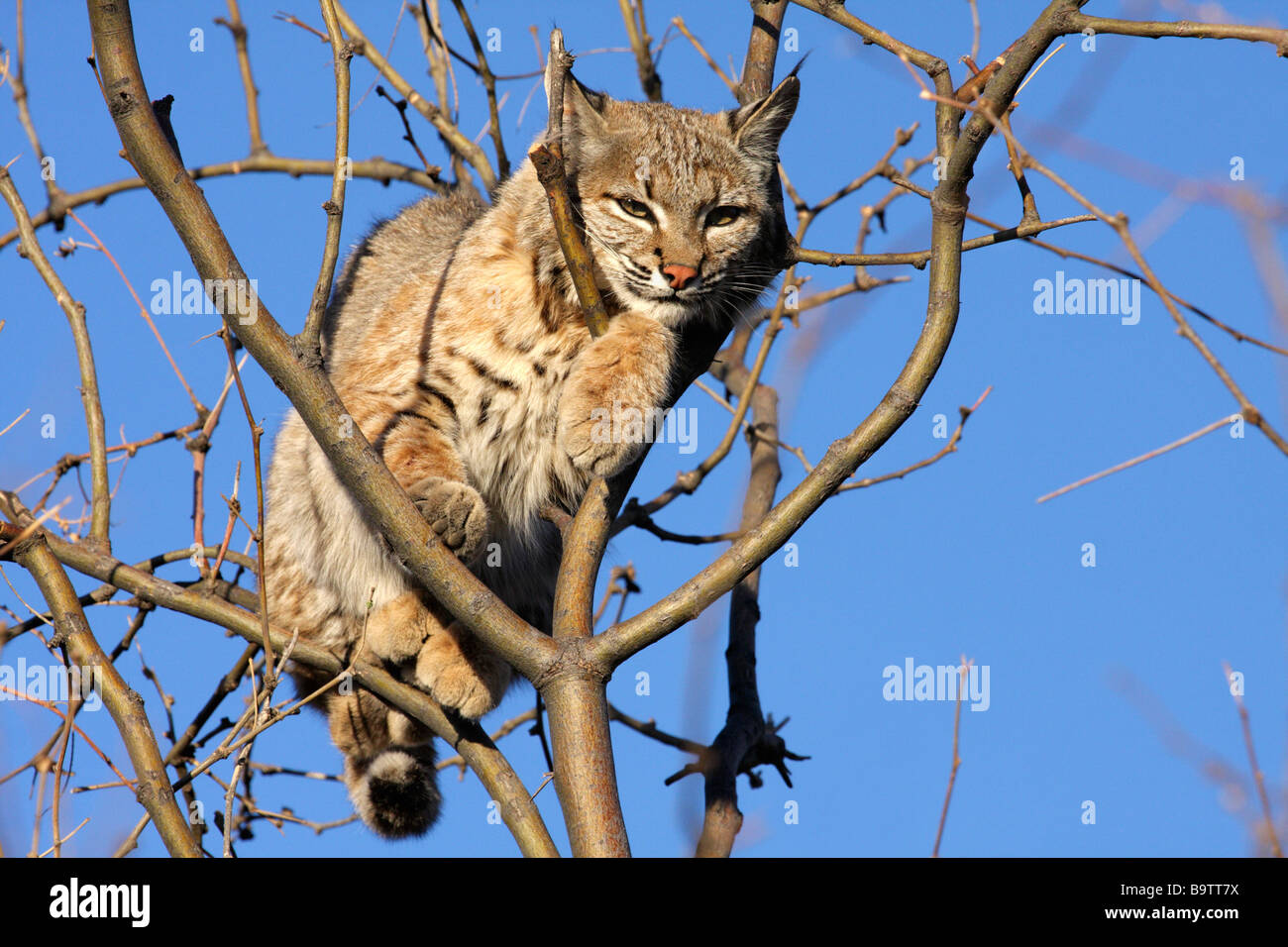 Wilde Rotluchs (Lynx Rufus) auf einem Baum, Arizona Stockfoto