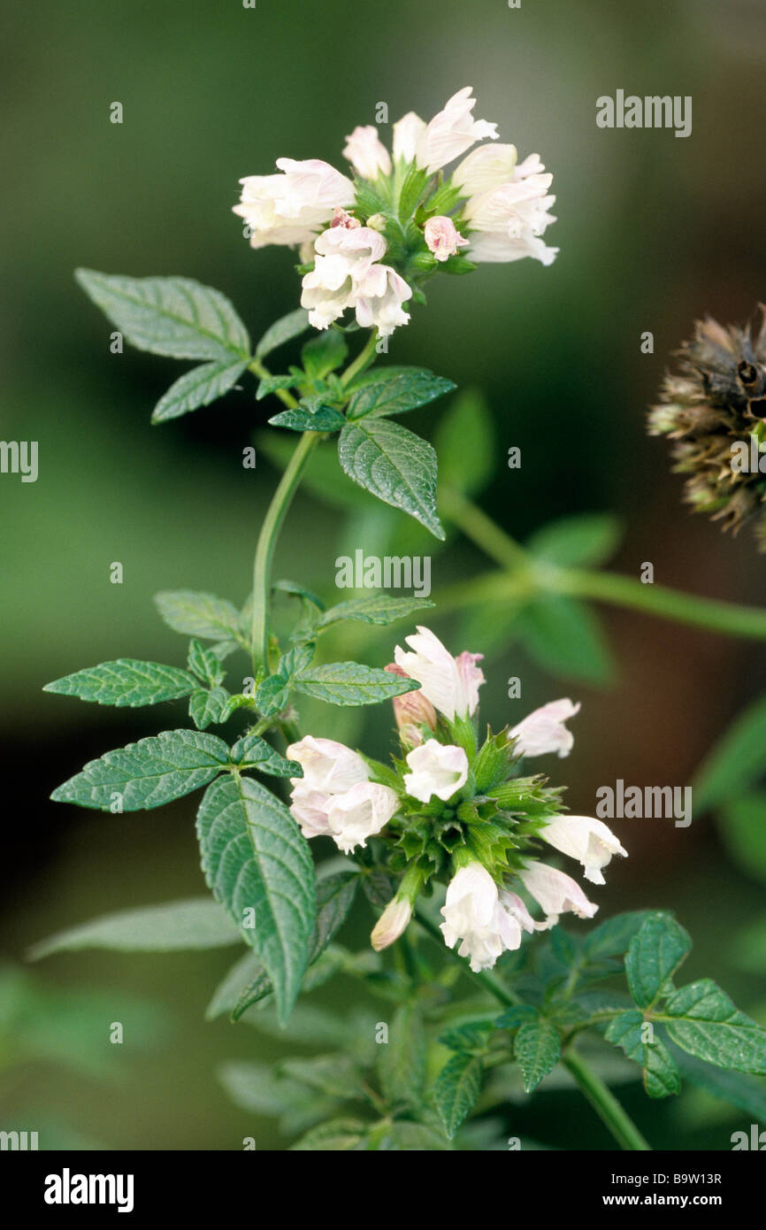 Balsam von Gilead (Cedronella Triphylla) Blühender Zweig Stockfoto