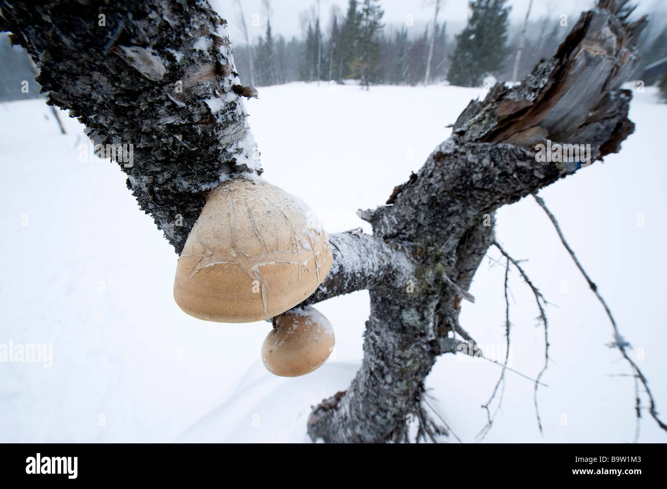 Baum Pilz, Schweden Stockfoto