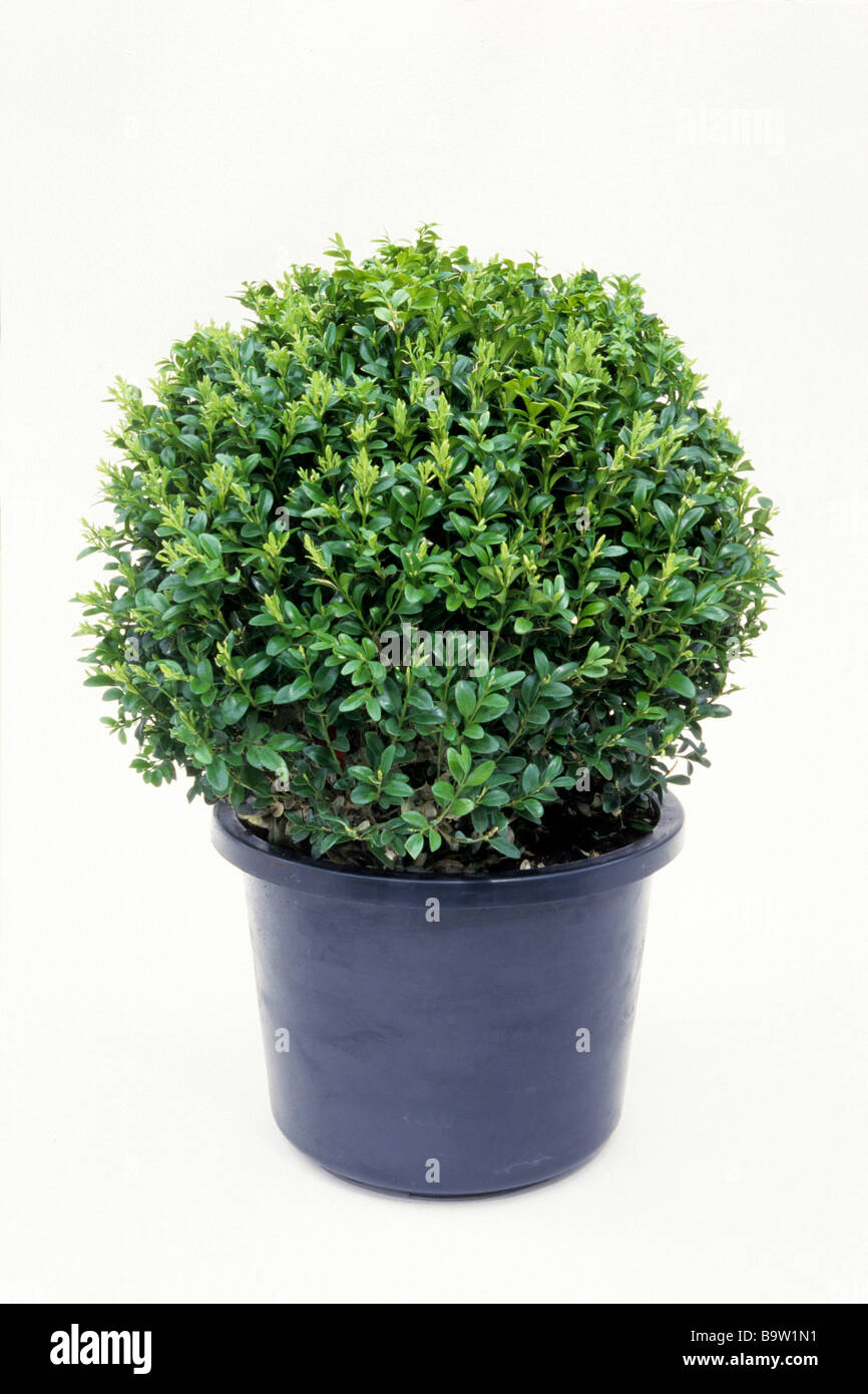 Gemeinsame Box, Buchsbaum (Buxus Sempervirens), Topfpflanze, Studio Bild Stockfoto