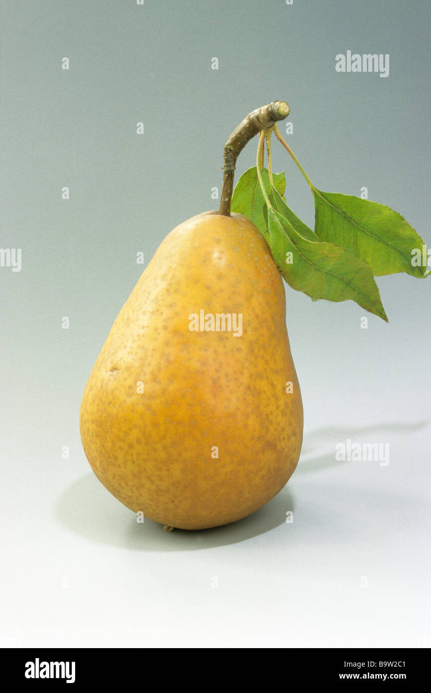 Gemeinsamen Birne Europaische Birnensorte Pyrus Communis Alexander Lucas Frucht Mit Blatt Studio Bild Stockfotografie Alamy