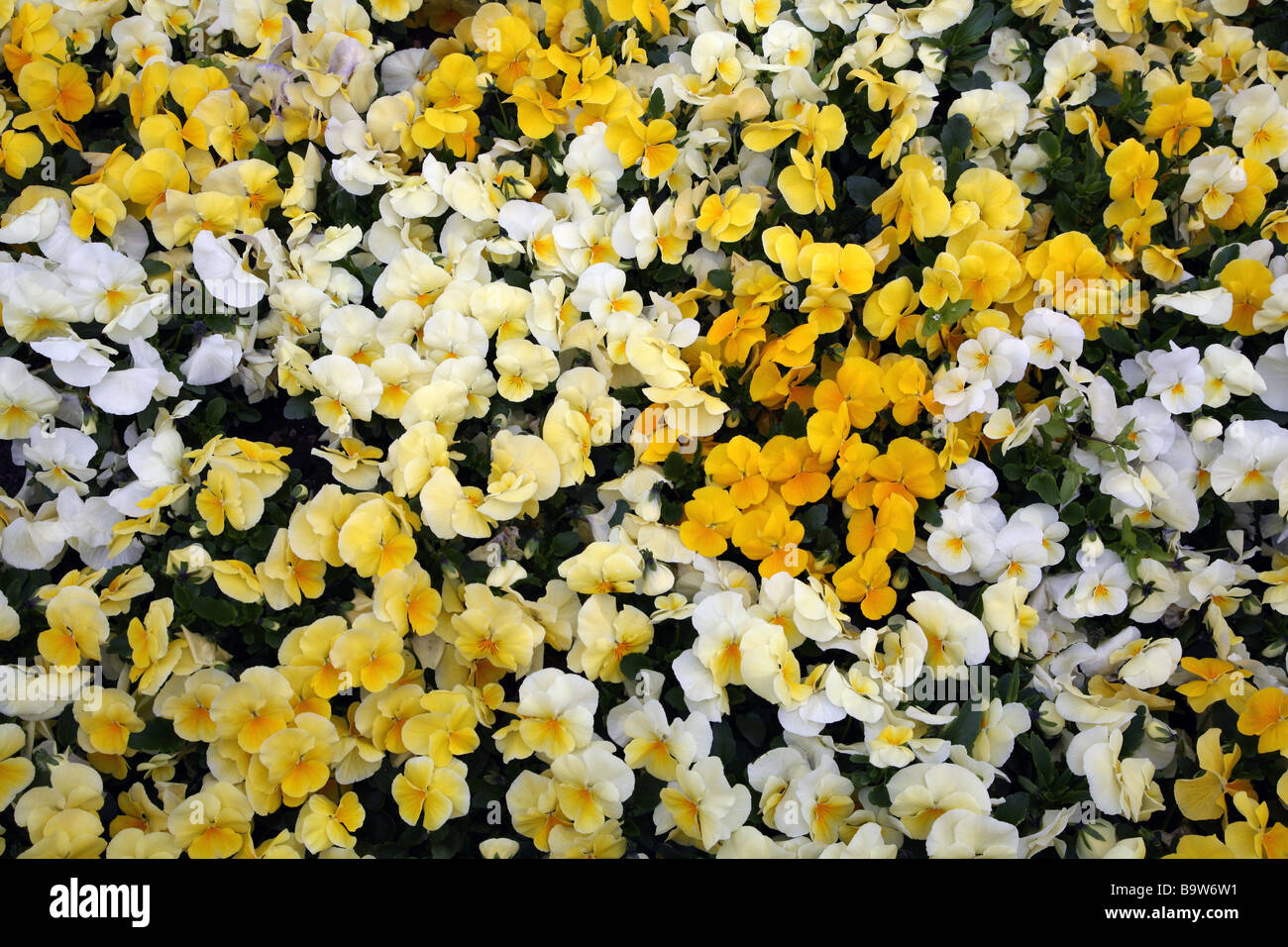 Gelbe Stiefmütterchen in London park Stockfoto