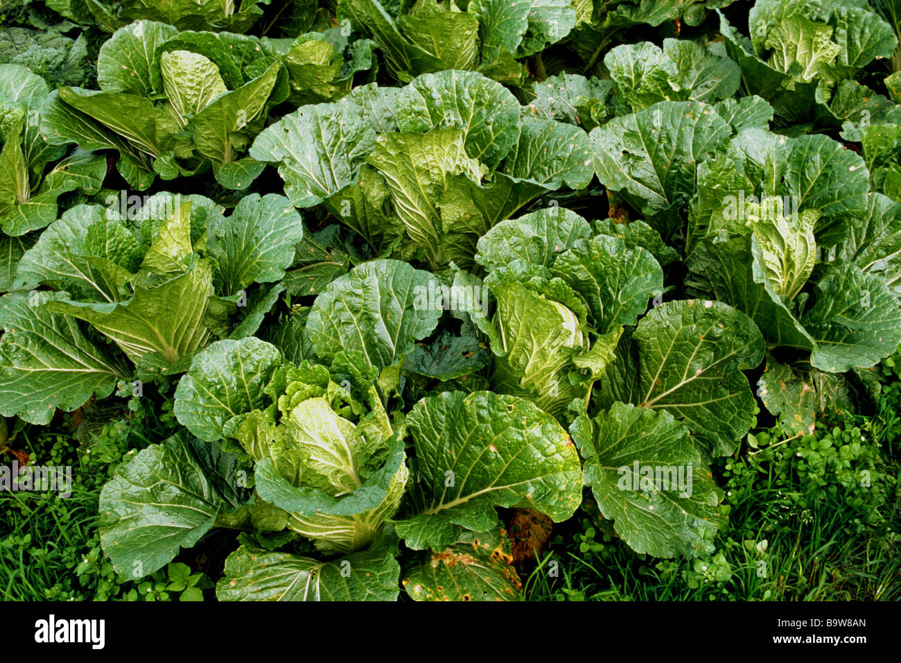 Chinakohl (Brassica Pekinensis, Brassica Rapa Pekinensis), auf einem Feld Stockfoto