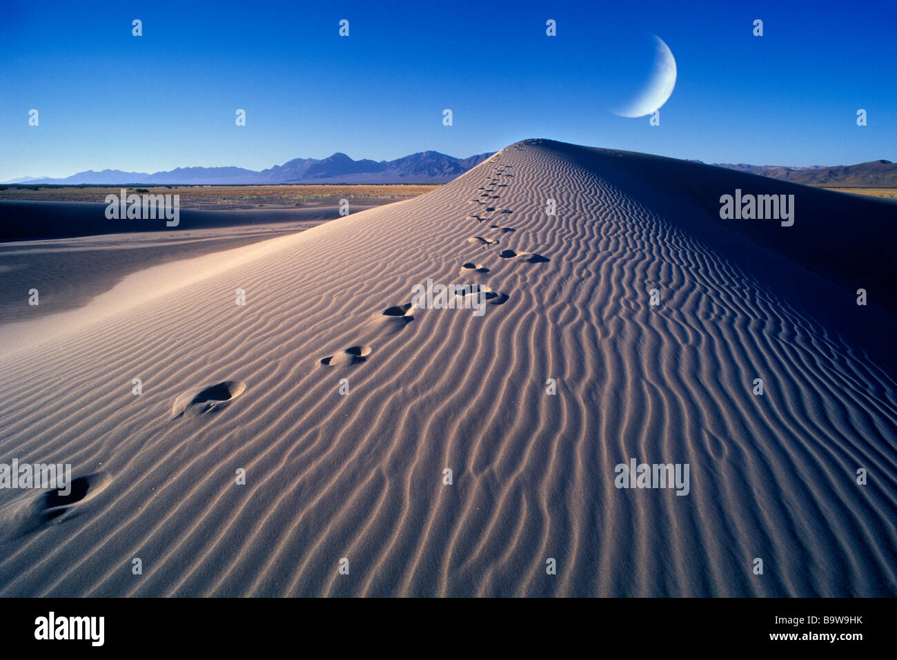 EINZELNE TEXTZEILE SPUREN IN WELLEN IN WÜSTE SAND DUNE MIT MONDSICHEL Stockfoto