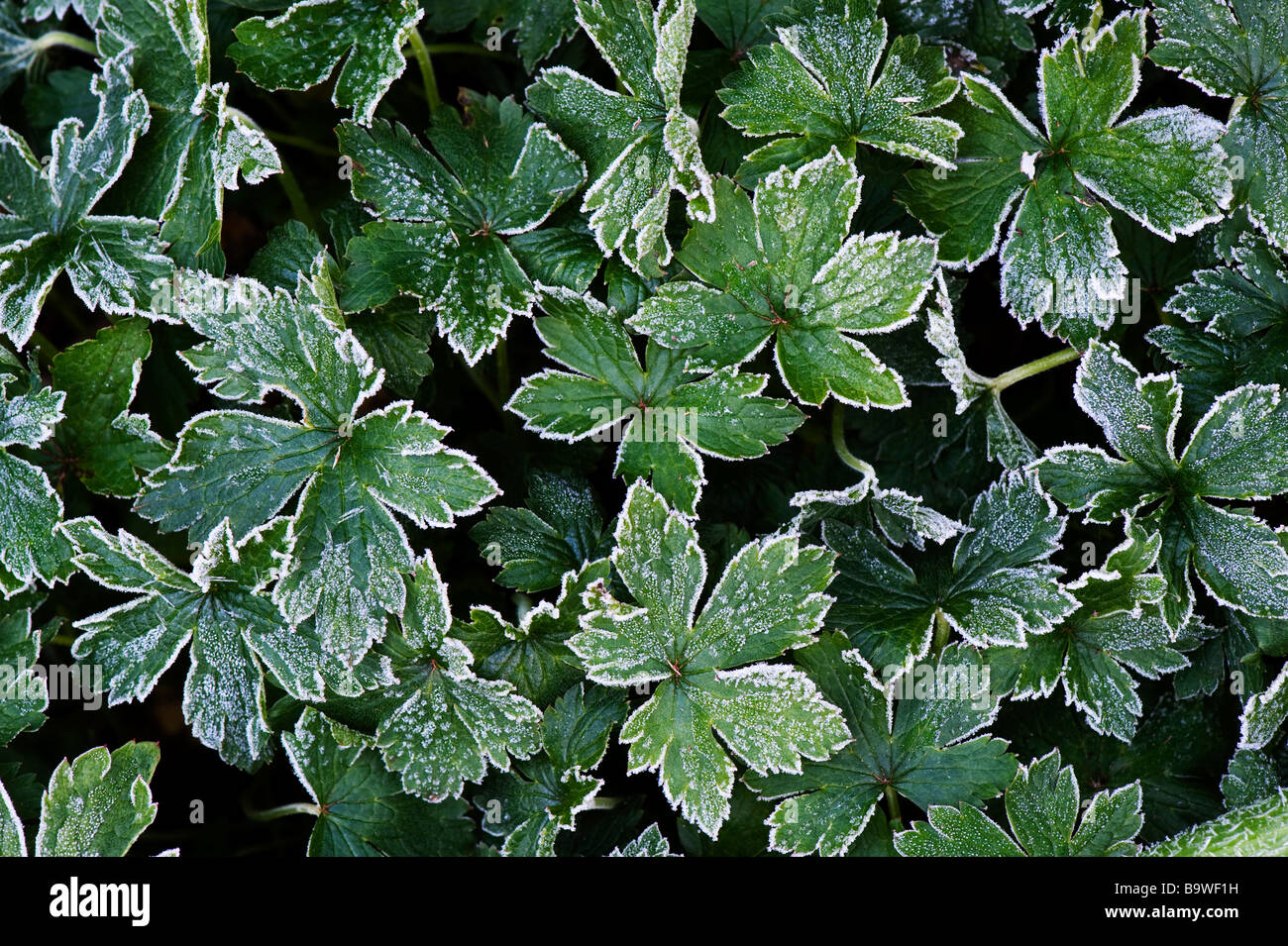 Winterharte geranium Blätter mit Reif bedeckt. Frosty cranesbill Blätter Anfang April. Großbritannien Stockfoto