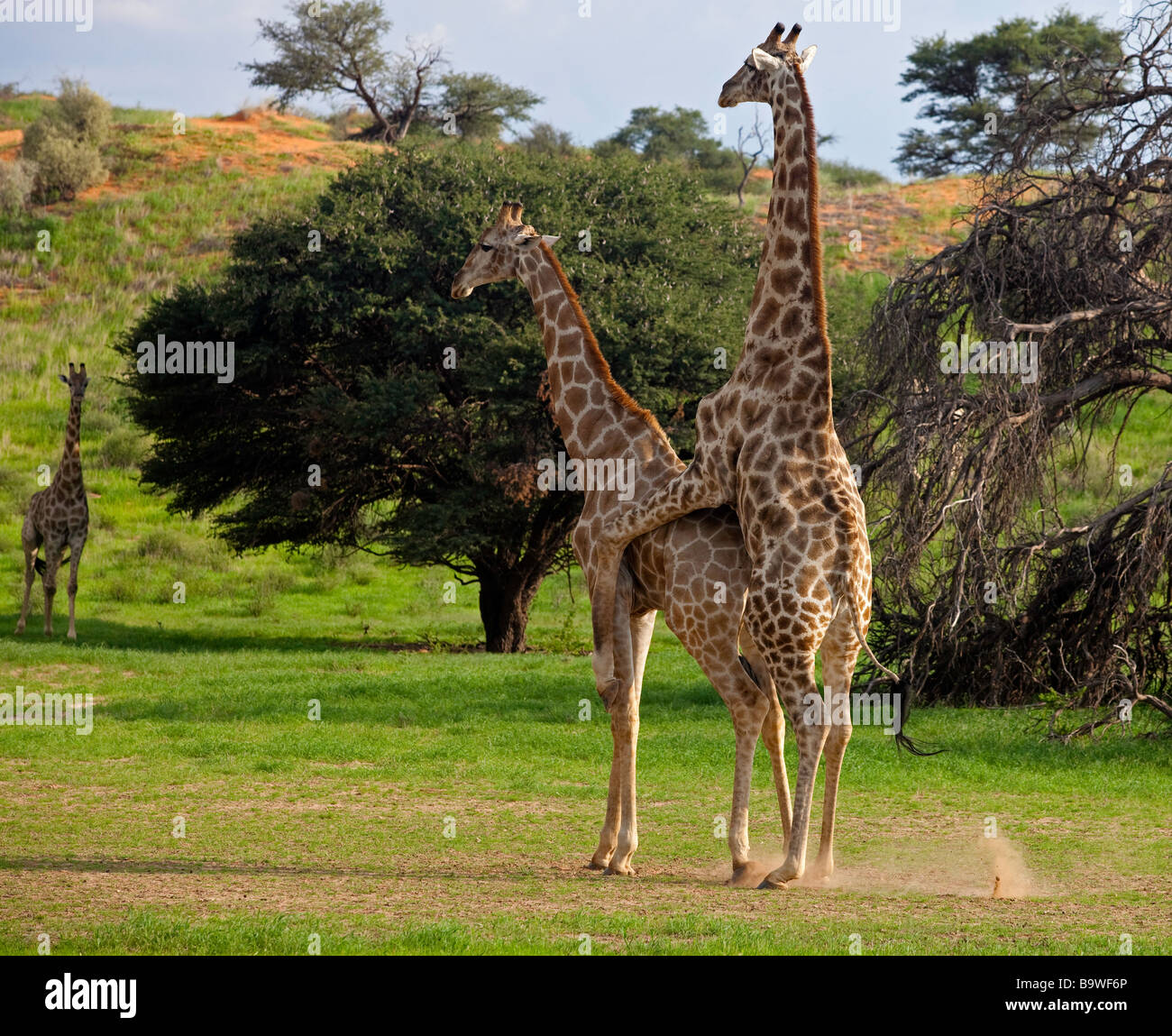 Giraffe Paarung Stockfoto