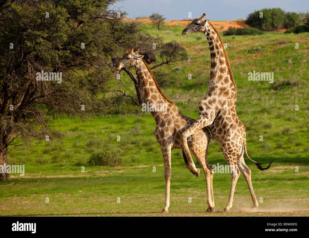 Giraffe Paarung Stockfoto