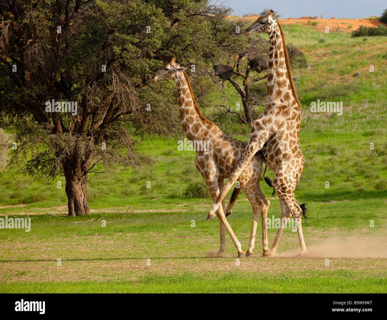 Giraffe Paarung Stockfoto