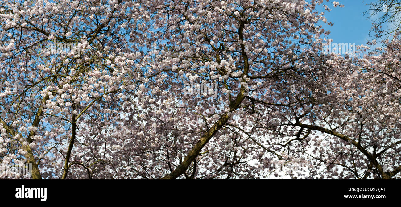 Prunus 'hillieri Spire'. Kirschbaum in Blüte im April. Großbritannien Stockfoto