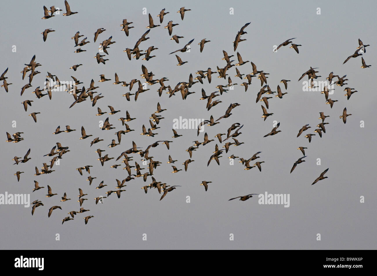 Herde von dunklen bauchige Brent Gänse Branta Bernicla im Flug North Norfolk England Januar Stockfoto