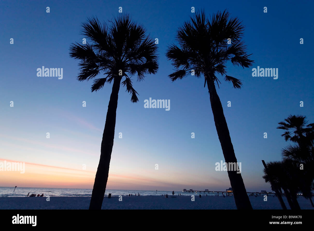 Niedrigen Winkel Blick auf Palm Bäume Silhoutted Againsst die Nacht Himmel Clearwater Beach in Florida Stockfoto