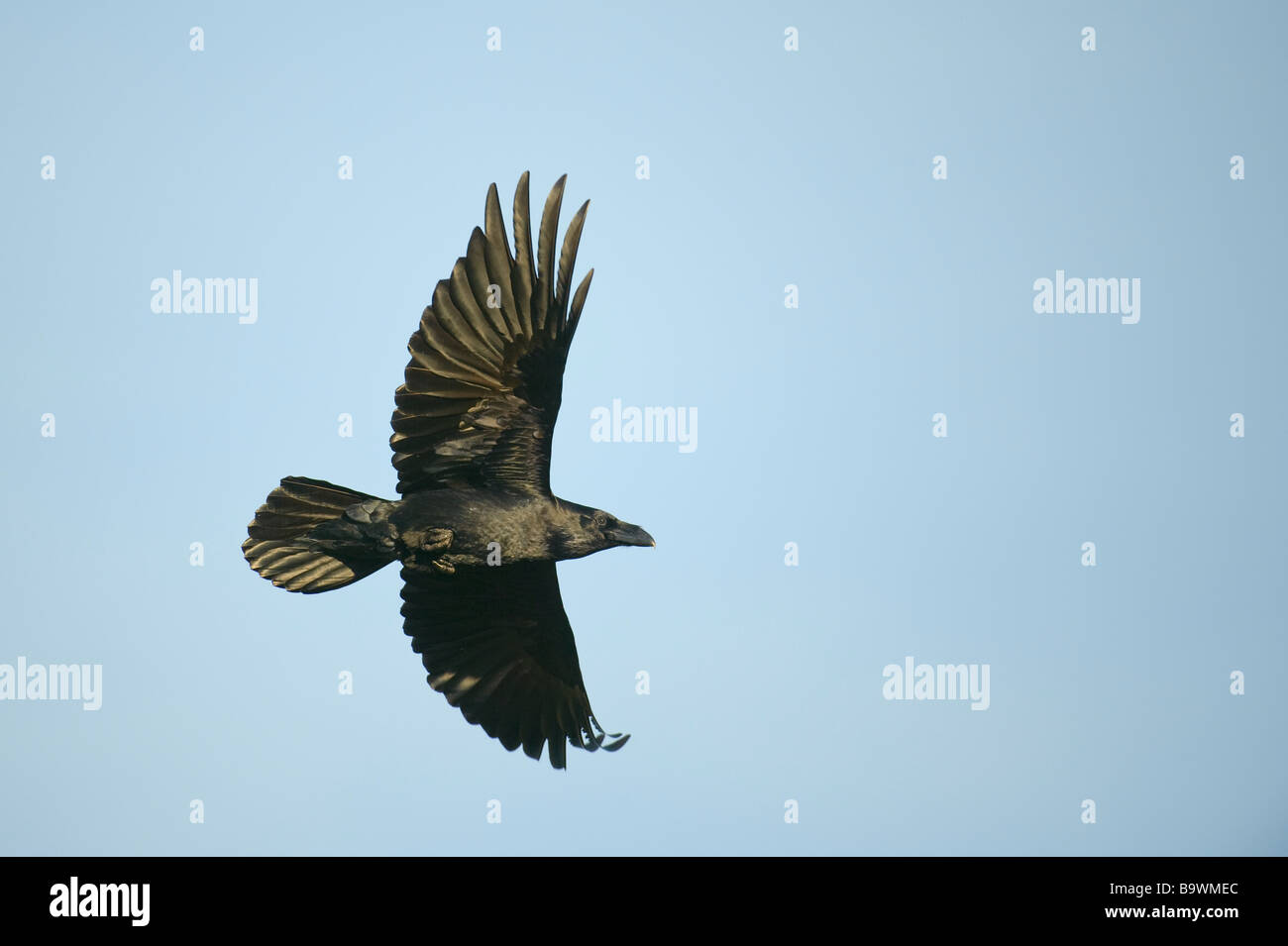 Gemeinsamen Raven Corvus Corax Erwachsener im Flug Wales Januar Stockfoto