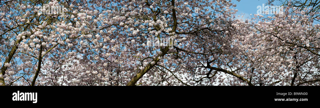 Prunus 'hillieri Spire'. Kirschbaum in Blüte im April. Großbritannien Stockfoto
