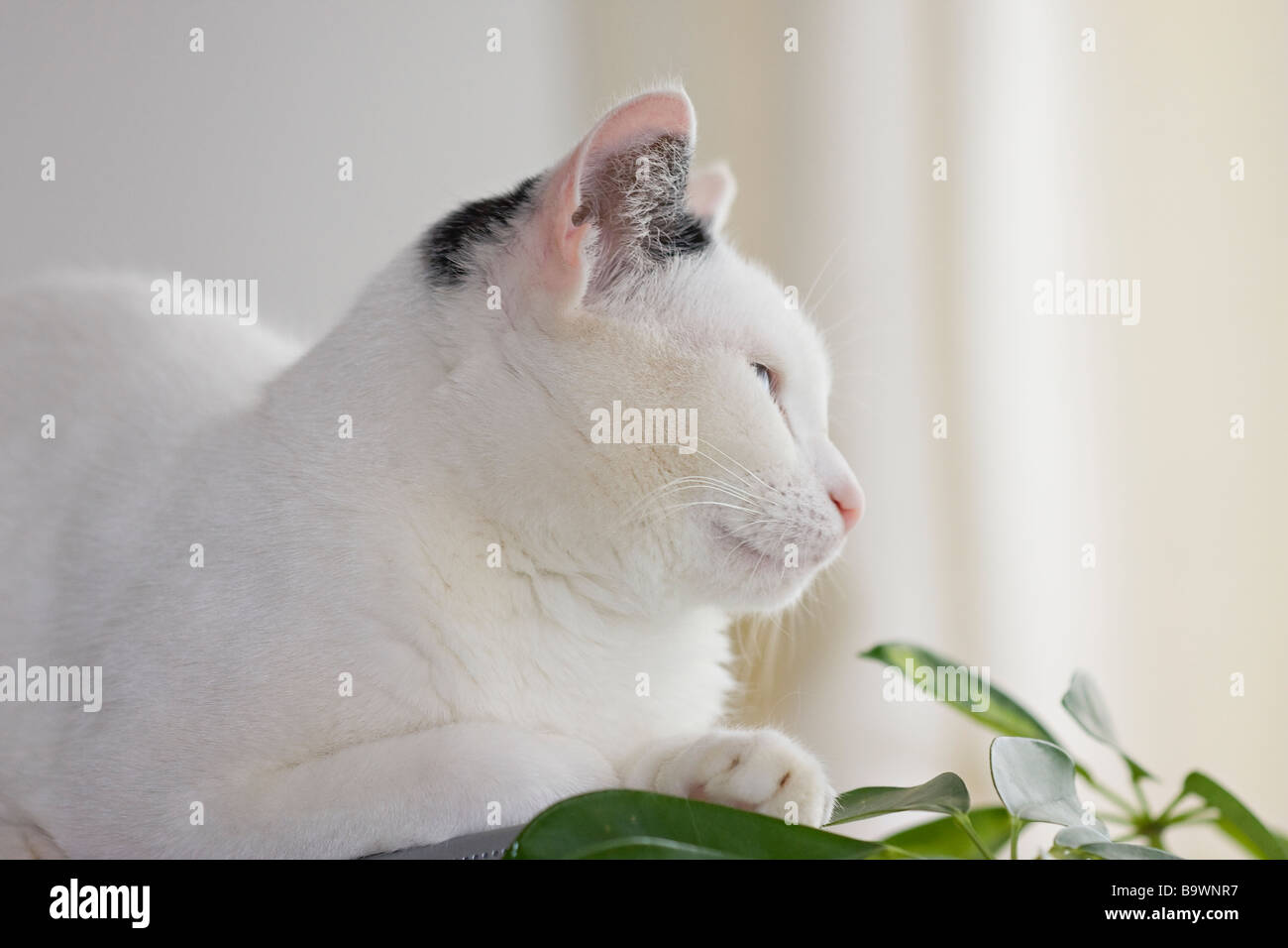 Eine junge schwarze und weiße Katze (Felis catus) in aufdringlicher Stimmung Stockfoto